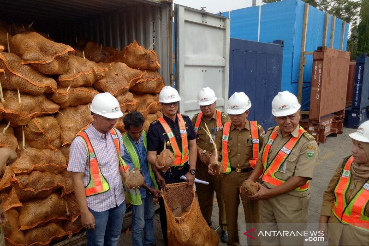 Reimpor kelapa Sumsel perlu diselidiki cegah dampak lanjutan