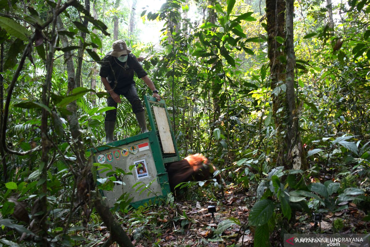 Belasan orangutan dilepasliarkan ke Taman Nasional Bukit Baka-Bukit Raya