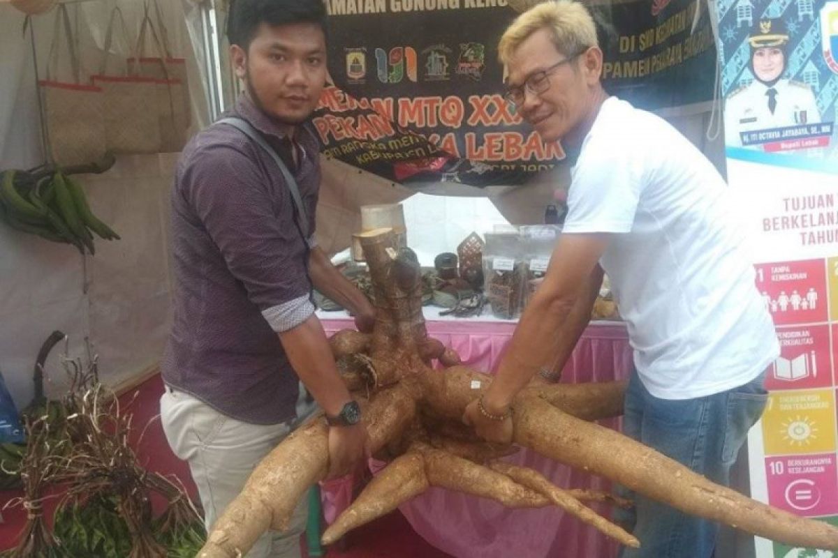 Singkong raksasa primadona pada pameran di Lebak