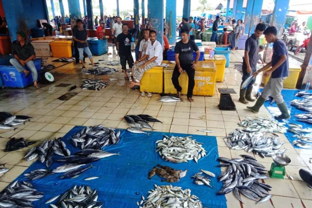 Isu bangkai babi sampai ke laut, harga ikan tongkol di Aceh anjlok