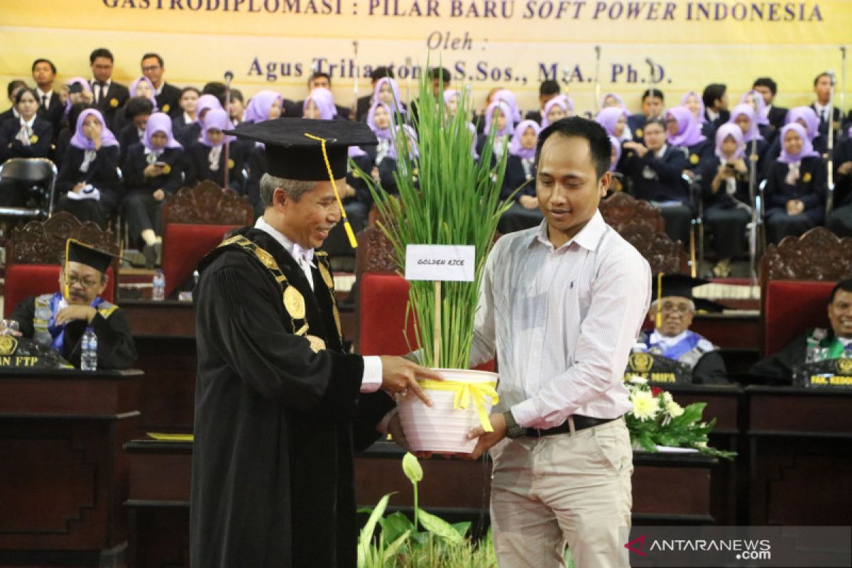 Golden Rice, varietas padi baru milik Universitas Jember