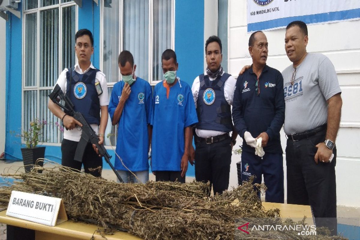 BNNK Madina tangkap dua pengedar ganja