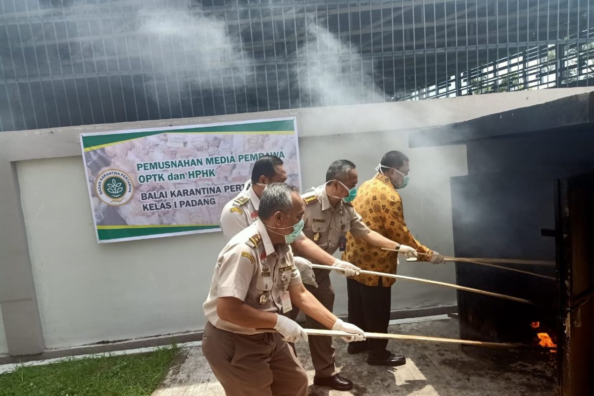 Karantina Pertanian Padang musnahkan ratusan kilo komoditas ilegal