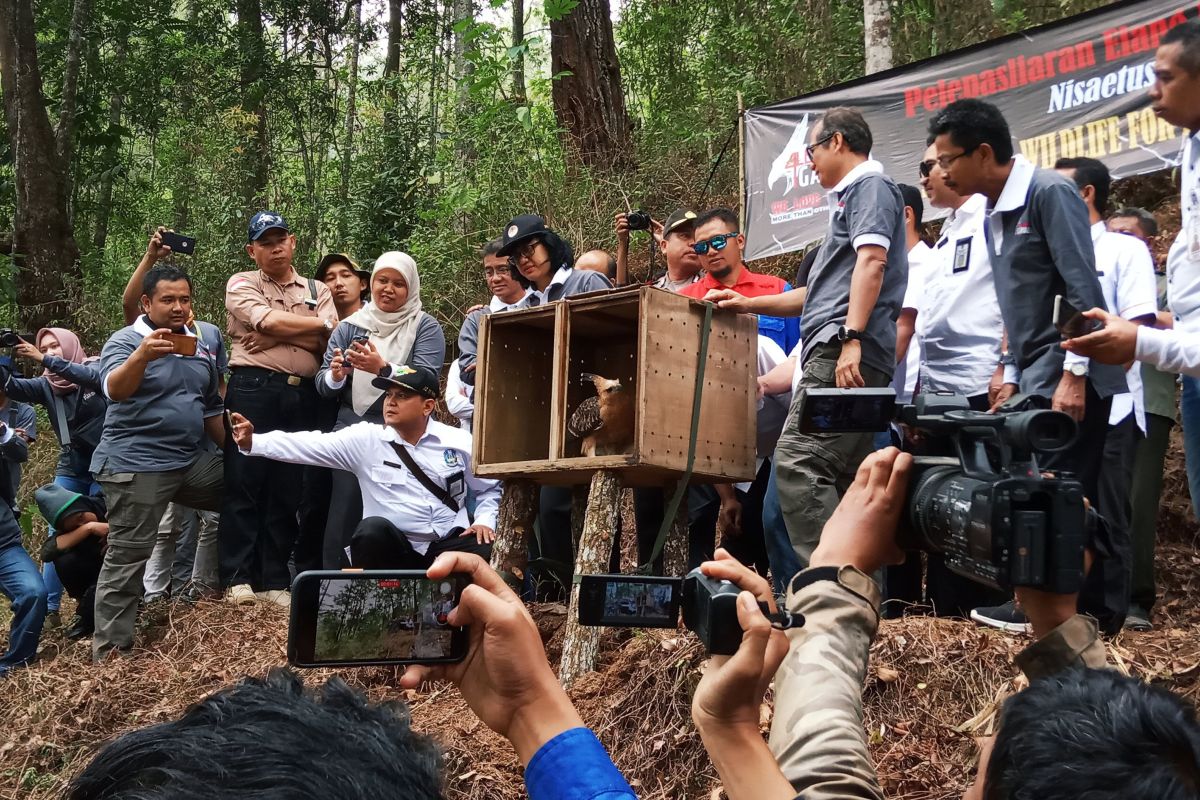 Javanese eagle population in Mt Ijen drops drastically