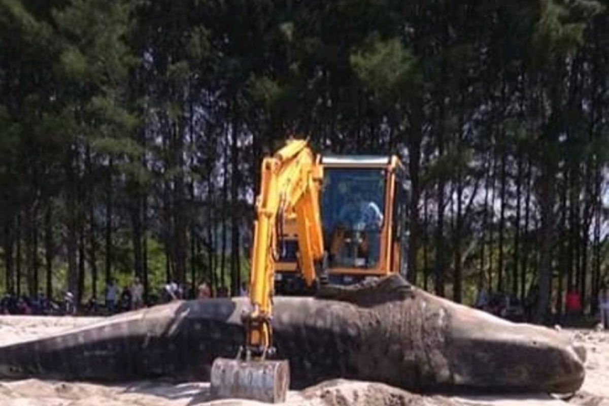 Hiu Tutul kembali terdampar di Pantai Tan Sridano Pesisir Selatan