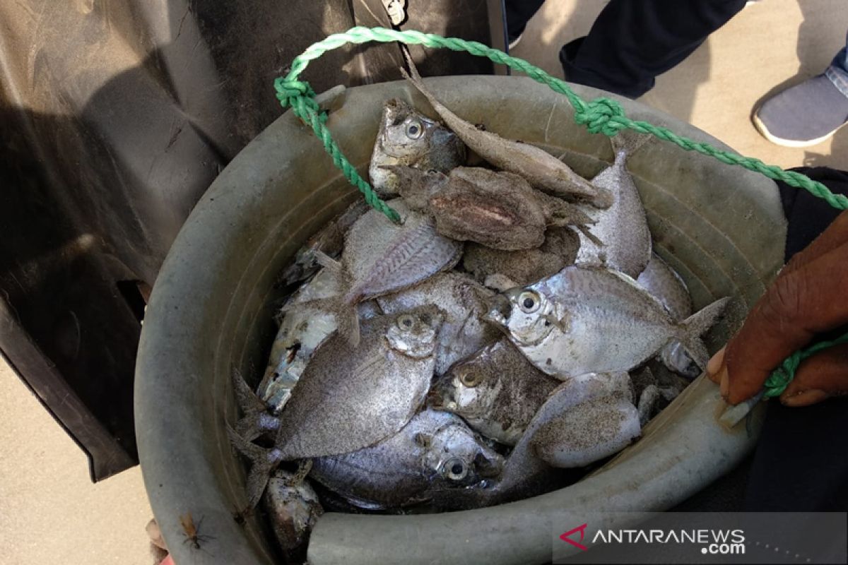 Warga kumpulkan ikan mati dekat saluran limbah PLTU Bengkulu