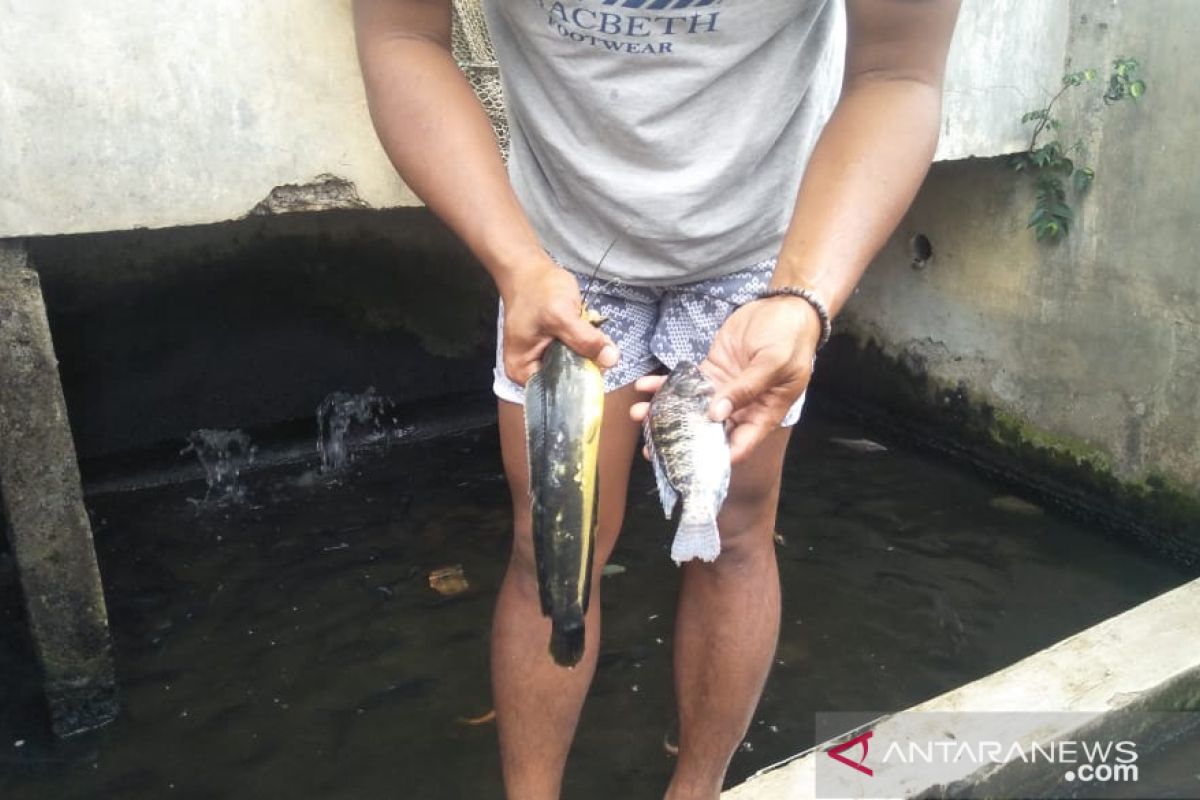 Ikan terserang penyakit aneh, petani Cianjur rugi jutaan rupiah