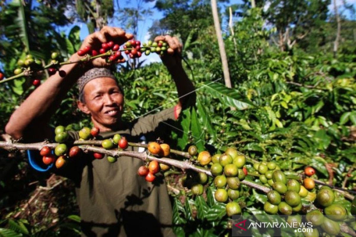 Petani kopi Purwakarta diharap tingkatkan produksi kopi