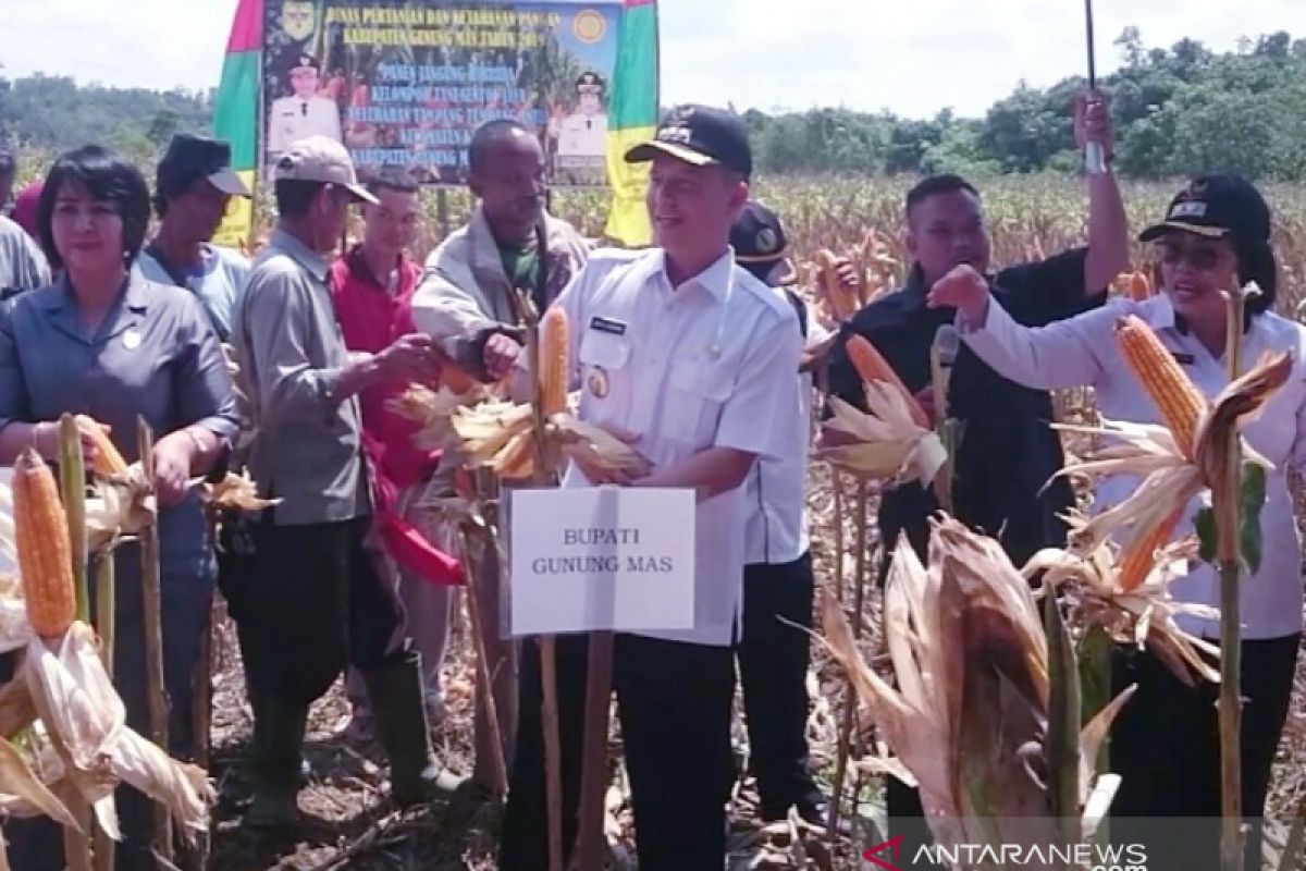 Pemkab Gumas sediakan  Rp300 juta untuk program tanam jagung