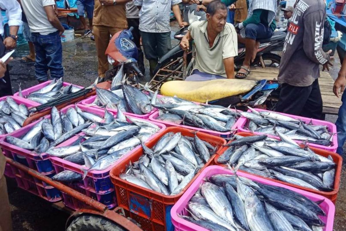 Dinkes Aceh Barat teliti ikan segar terkait isu bangkai babi di laut