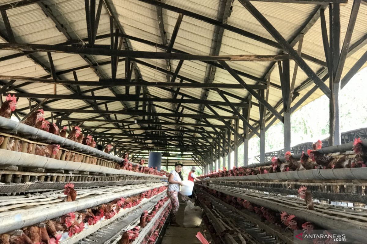 Peternak   Palu kekurangan stok ayam untuk kebutuhan Natal