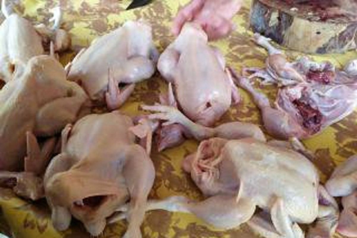 Harga ayam ras potong di Bandarlampung naik