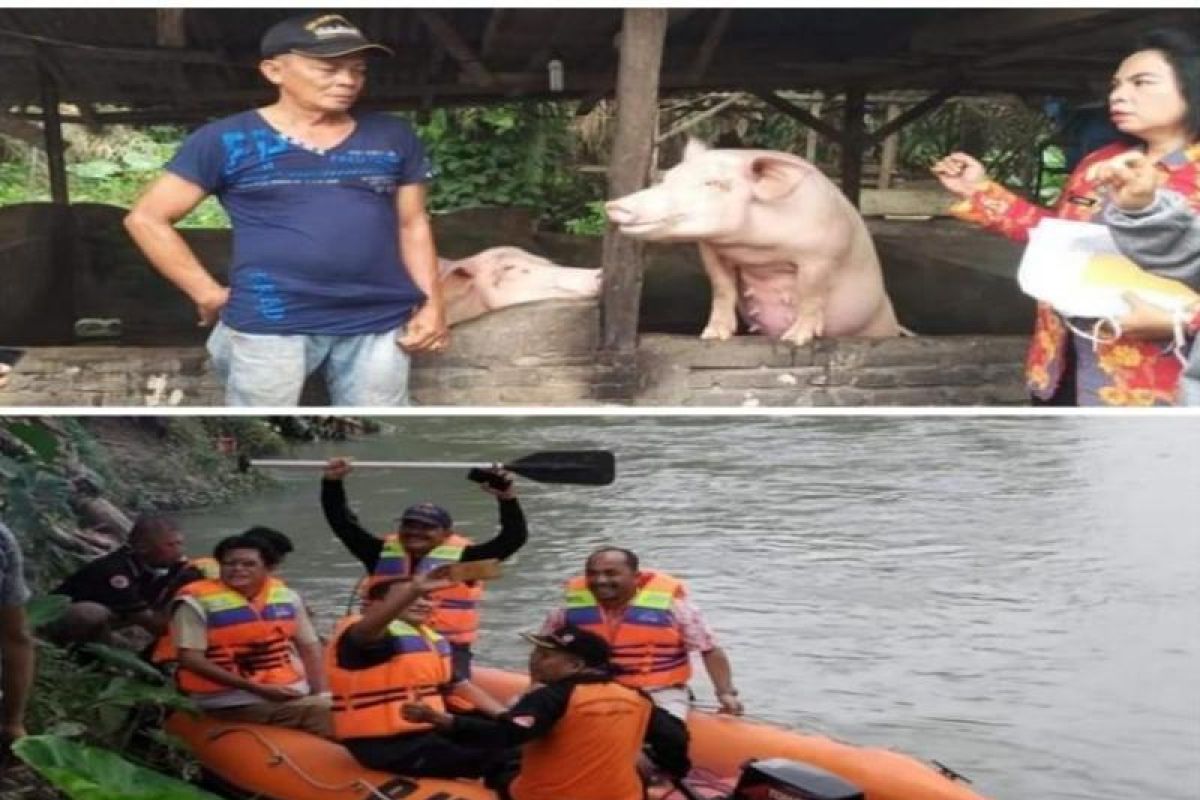 Belasan bangkai babi ditemukan di parit Kelurahan Damar Sari Tebing Tinggi