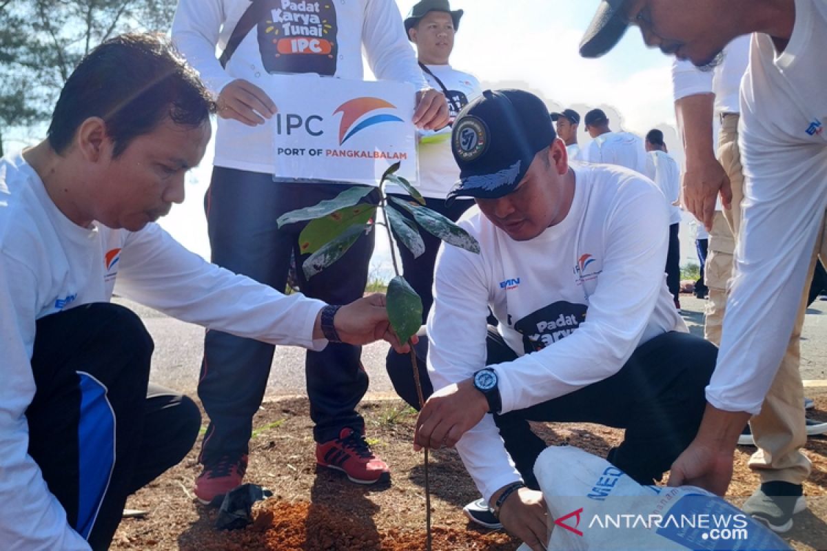 IPC Pangkalbalam hijaukan objek wisata Pantai Air Anyir