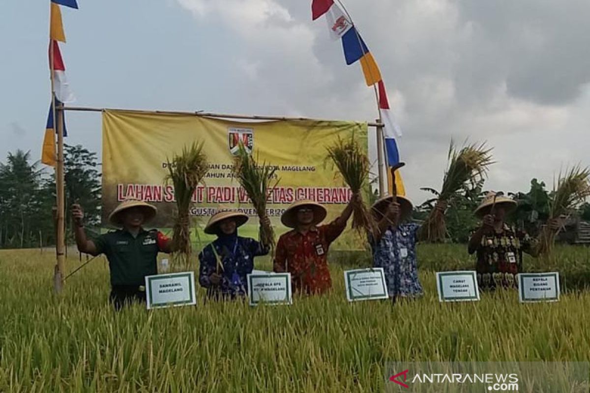 Petani Kota Magelang panen padi 12,64 ton/hektare, rekor tertinggi