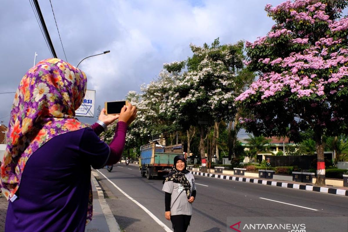 Bunga Tabebuya bermekaran di Kota Magelang jadi ajang swafoto warga
