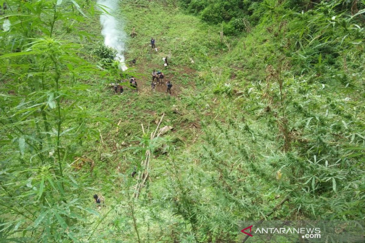 7 hektar ladang ganja kembali dimusnahkan di Madina