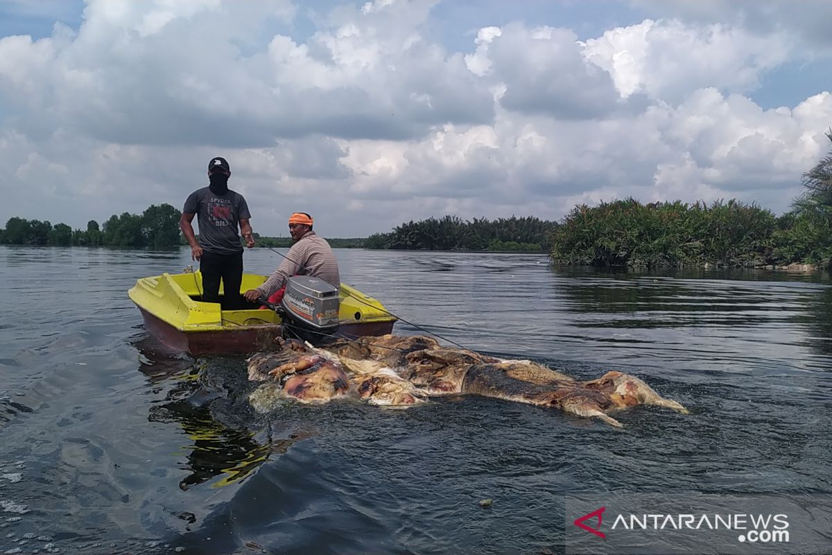 Virus Hog Cholera sudah menyebar di 16 kabupaten dan kota di Sumut