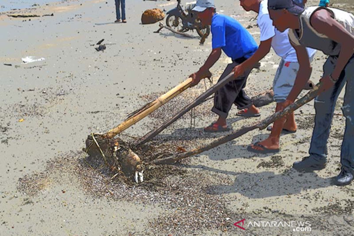 Nelayan temukan bangkai babi di pinggir pantai Bagok Aceh Timur