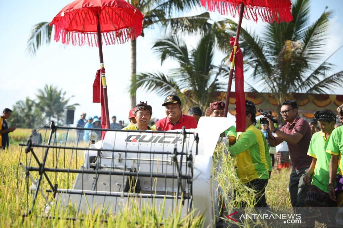 Bupati Gianyar ikut panen demplot padi hibrida bersama petani