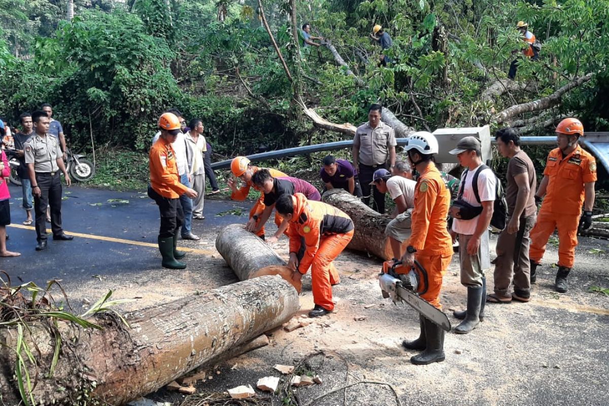 Pohon tumbang macetkan lalin 6,5 km di jalan by pass Manado-Bitung