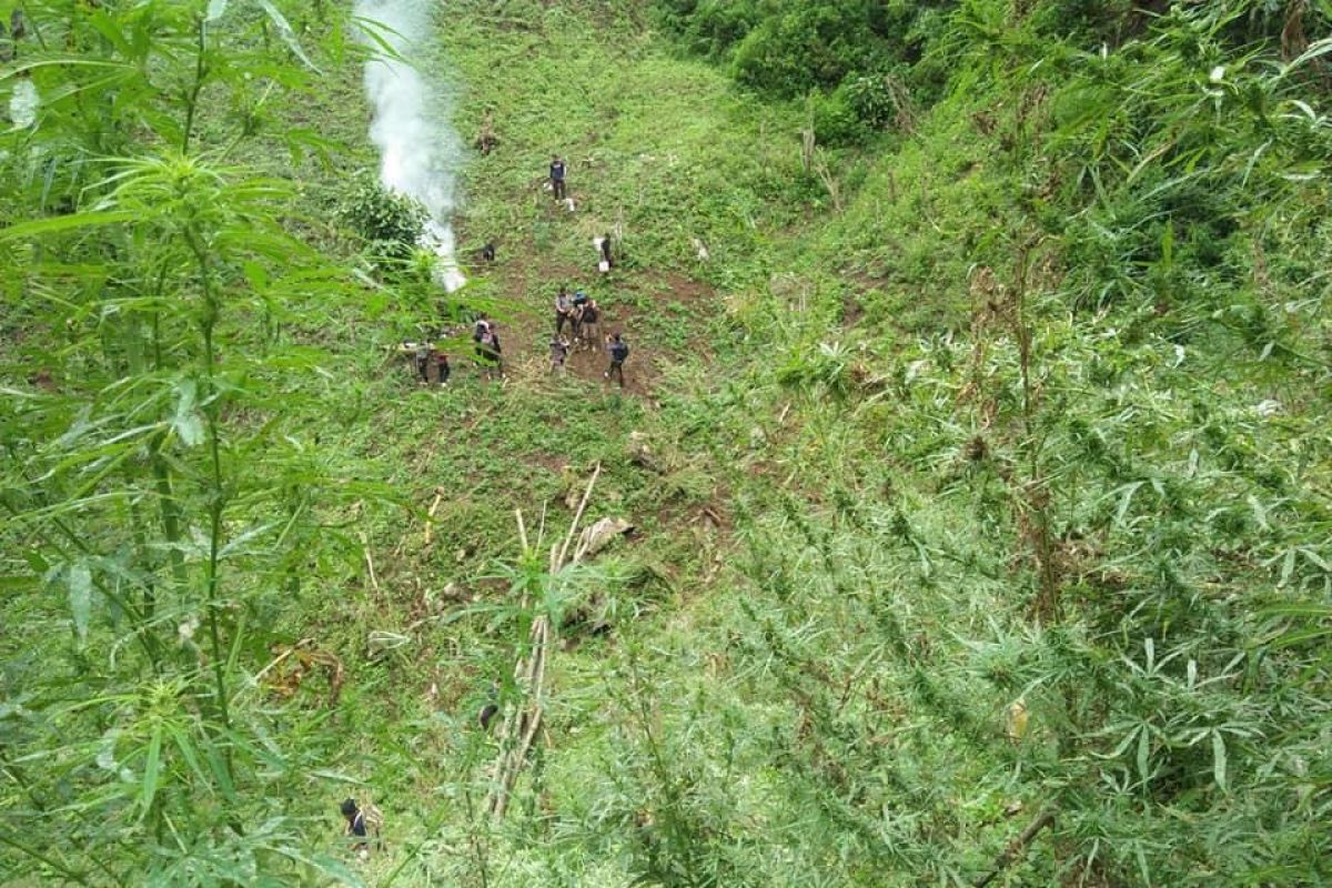 Tujuh hektare ladang ganja ditemukan polisi di Pegunungan Tor Sihite