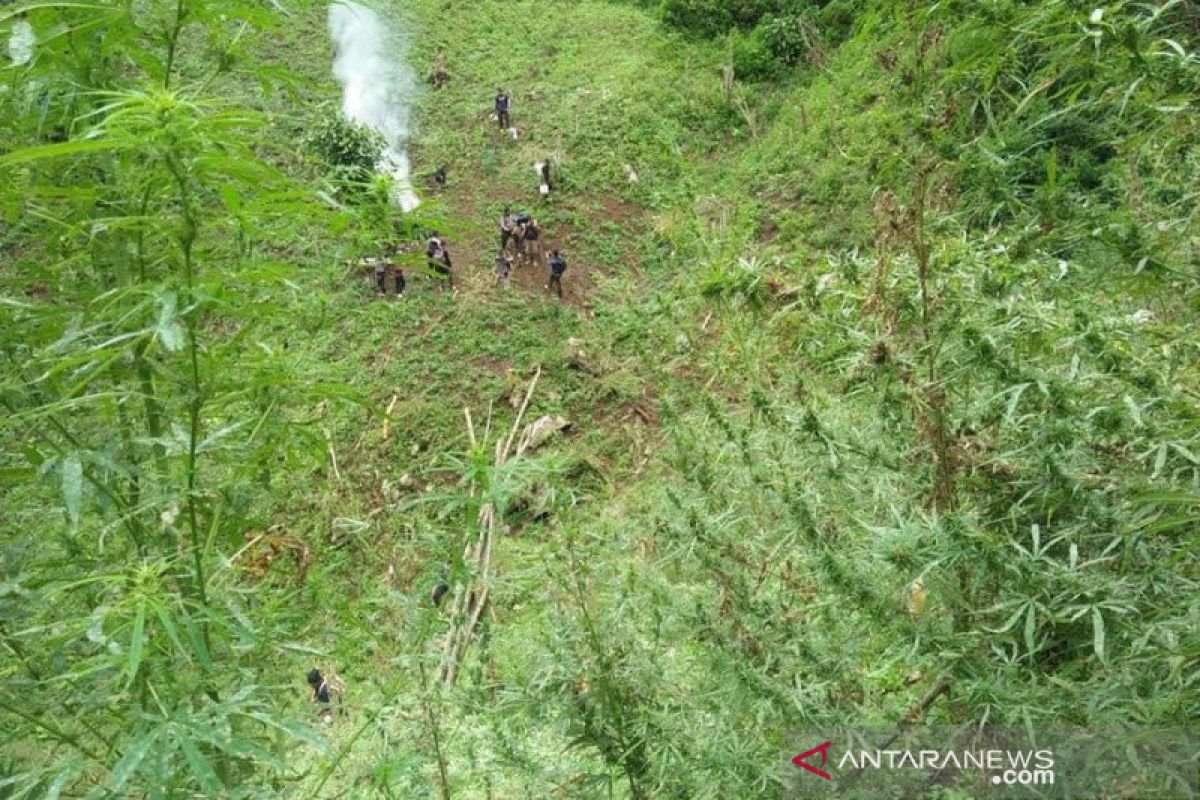 Polisi temukan tujuh Hektare ladang ganja di Pegunungan Tor Sihite