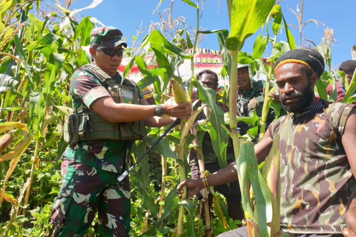 Mantan ajudan Goliath Tabuni panen jagung bersama Dandim 1714/Puncak jaya