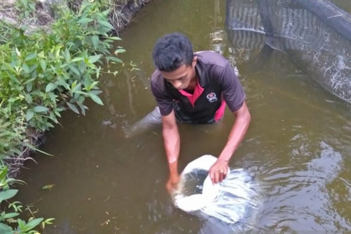 Permintaan bibit ikan gurami masang di Agam 100 ribu ekor per bulan