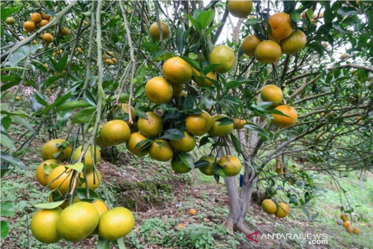 Distanak:  Lima kecamatan pusat pengembangan jeruk gerga