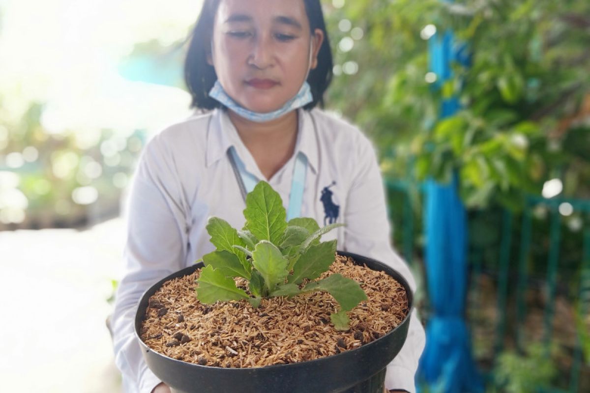 Warga bantaran Ciliwung tanam daun dewa antisipasi gatal