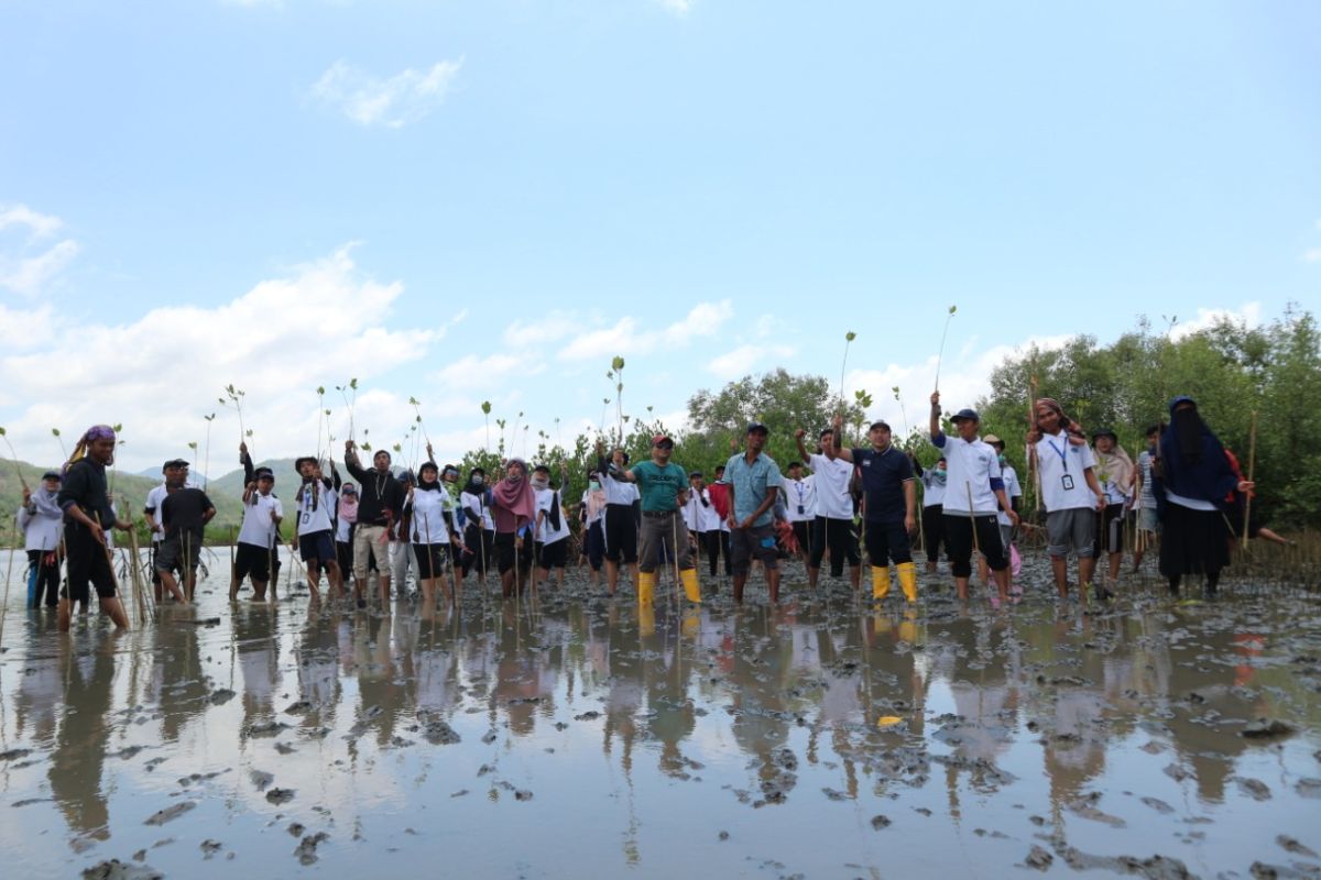 BI scholarship recipients conduct mangrove planting in West Lombok