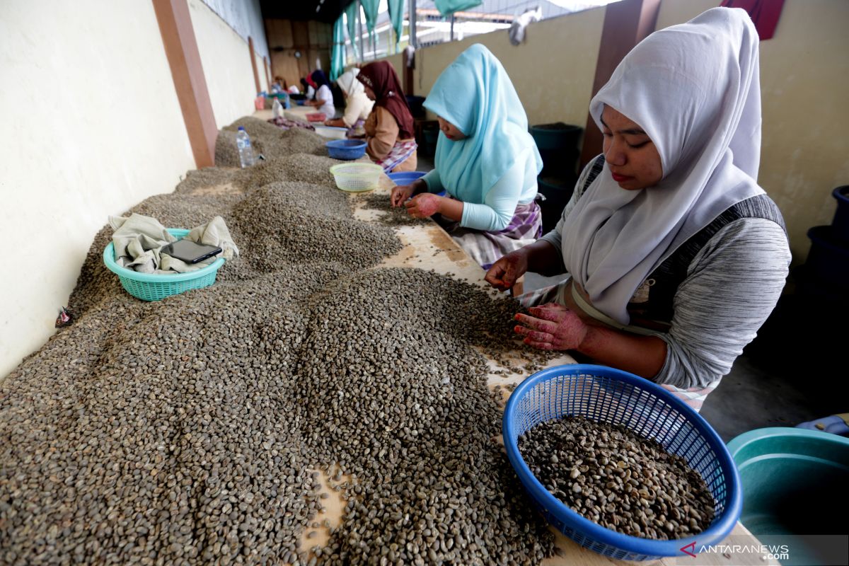 Harga kopi gayo diprediksi turun dalam waktu lama