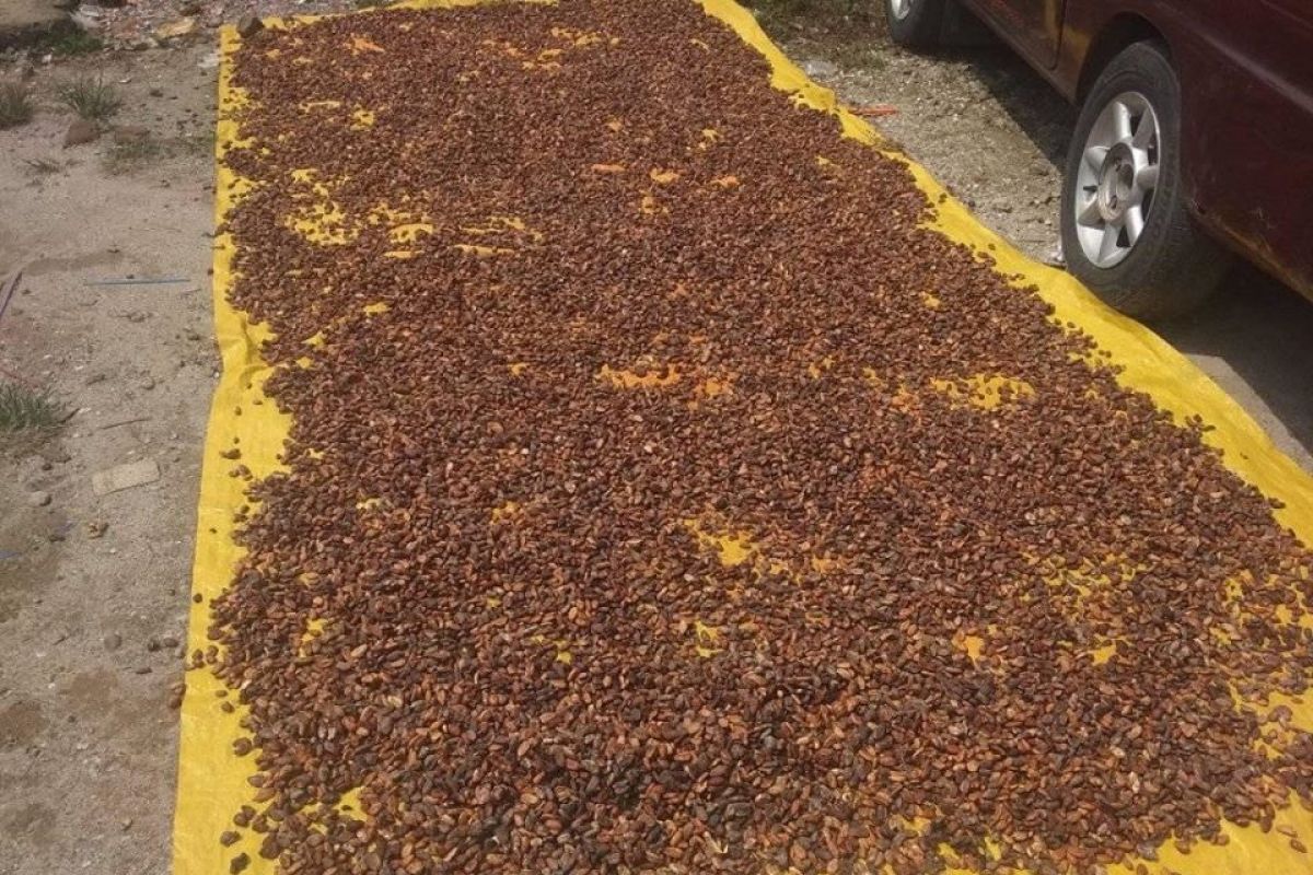 Untuk penuhi permintaan pasar, Pemkab Lebak minta petani tingkatkan produksi kakao