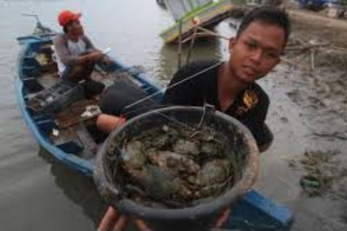 Pendapatan nelayan pencari kepiting di Langkat menurun