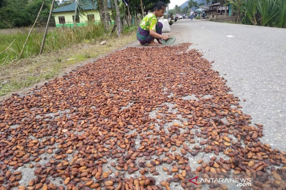 Harga kakao anjlok di Aceh Timur akibat diserang hama