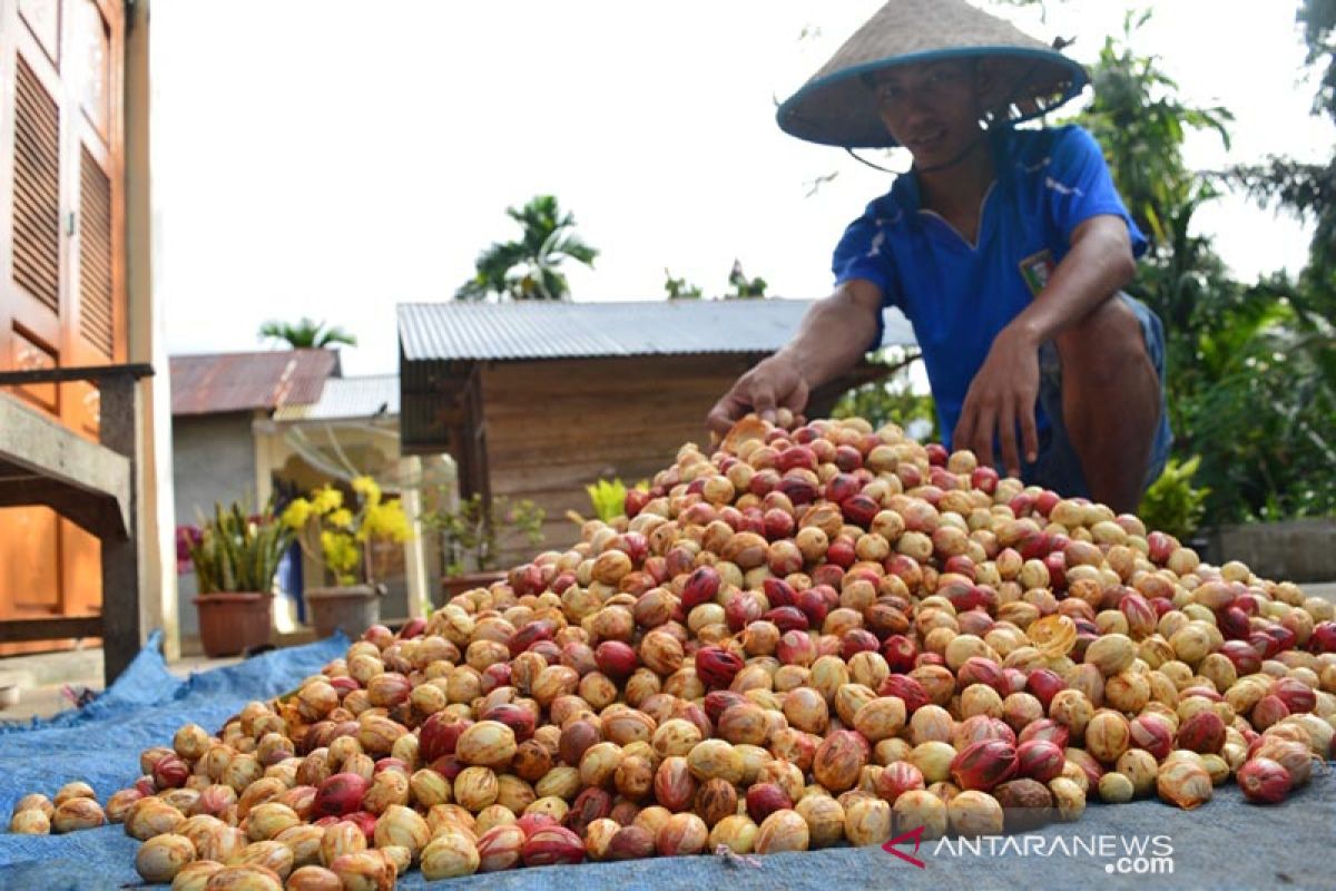 Petani Abdya keluhkan murahnya harga pala