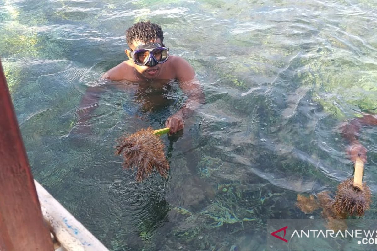 Bintang laut berduri ancaman serius terumbu karang