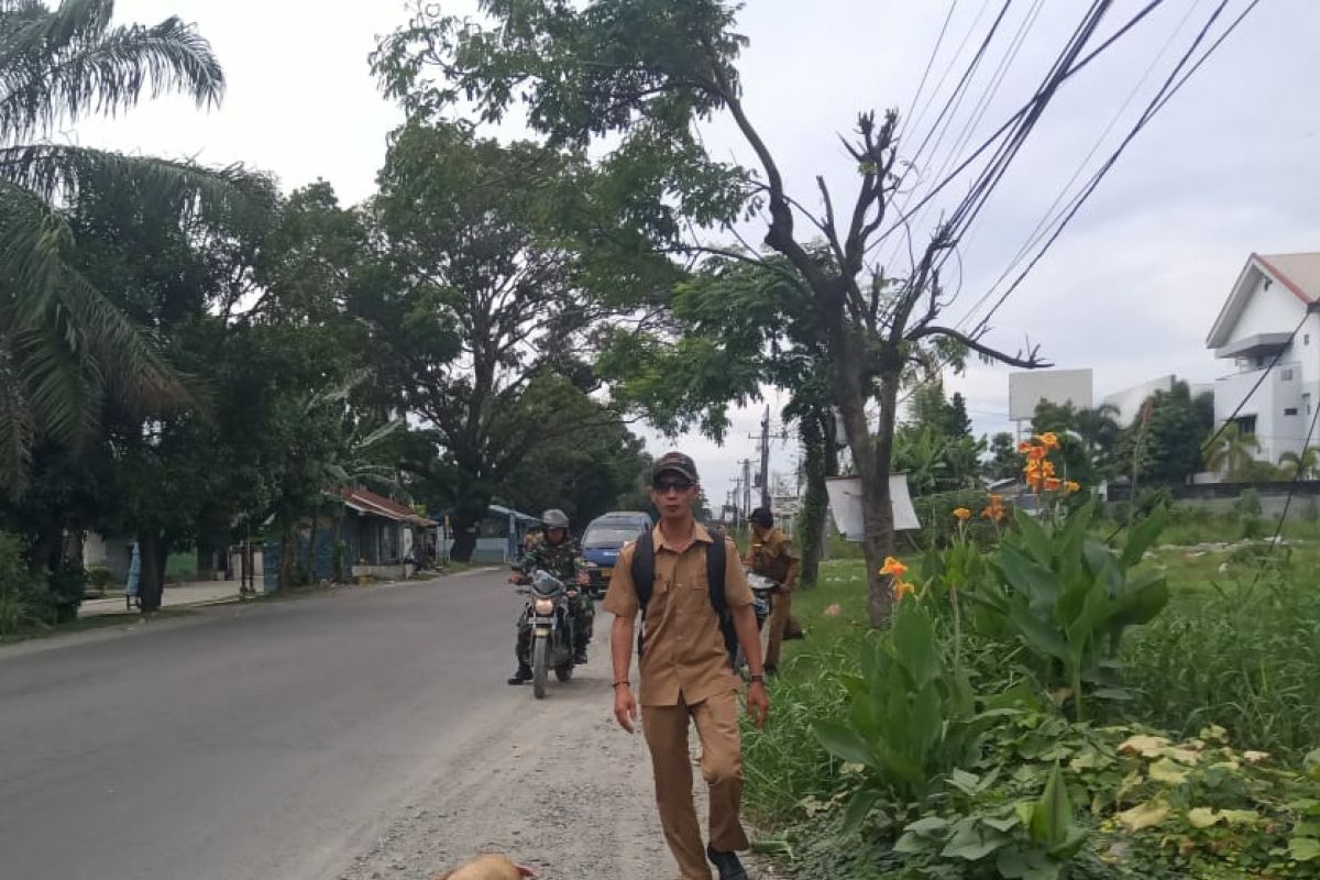 Bangkai babi masih dibuang sembarangan di Medan