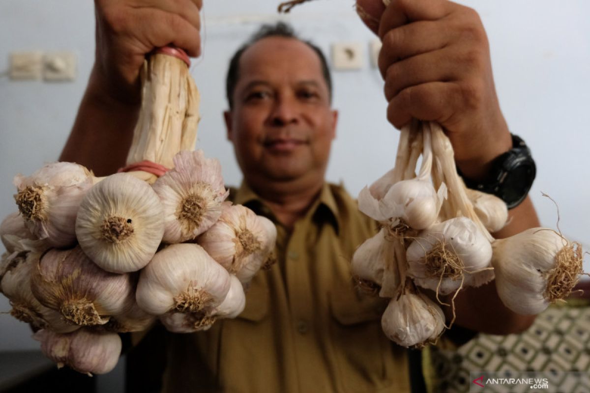 Dukung swasembada bawang putih, Temanggung perluas areal tanam