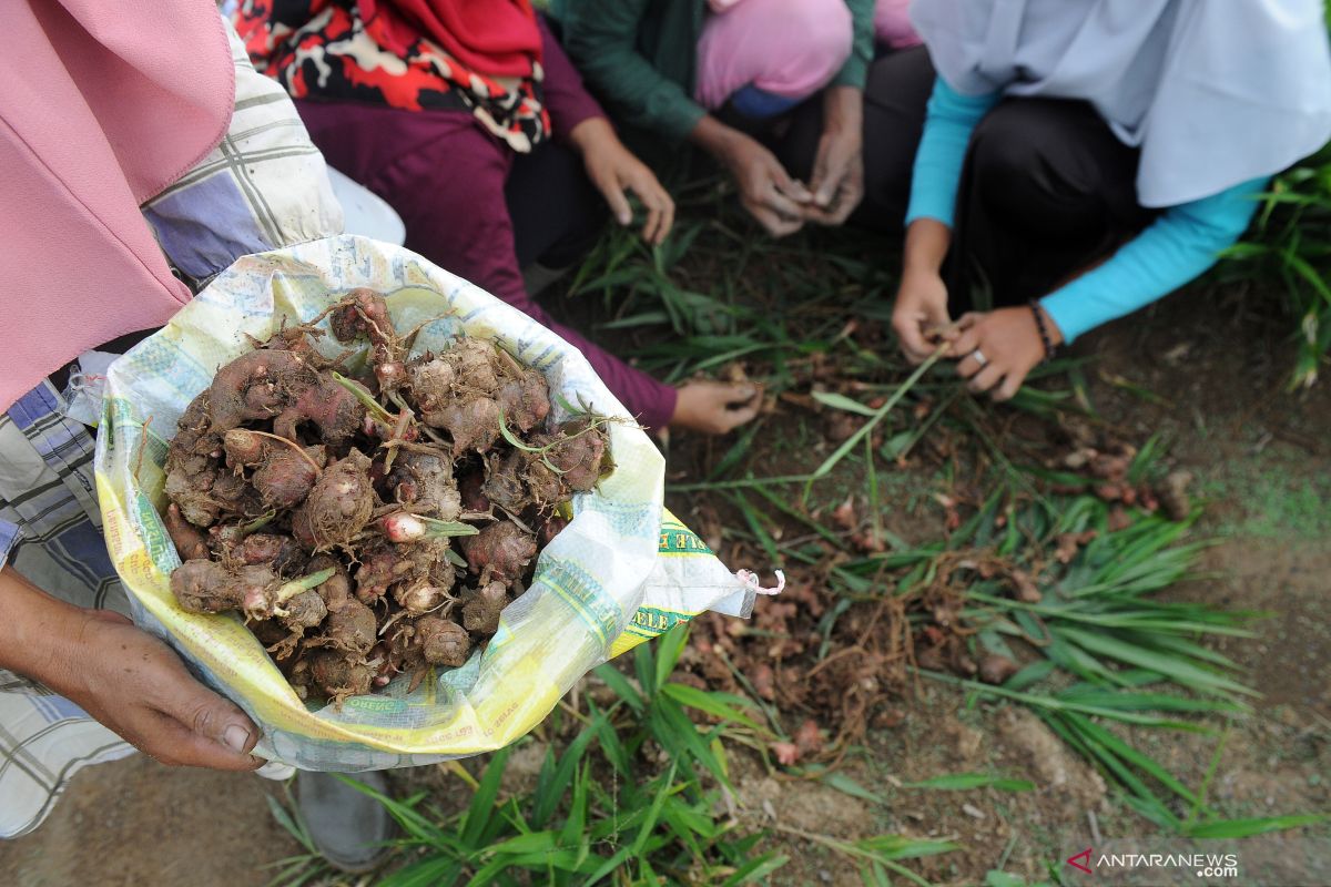 COVID-19 merebak, permintaan jahe merah melonjak