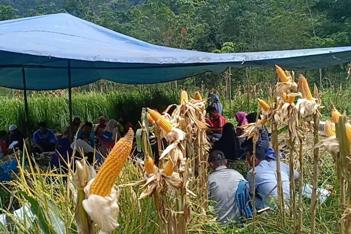 BPTP Sumbar perkenalkan konsep tumpang sari tanaman jagung dan padi