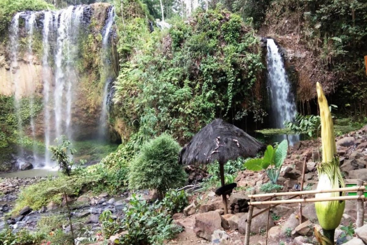 Obwis Air Terjun Tirai Tanggamus siap tunggu mekarnya bunga bangkai