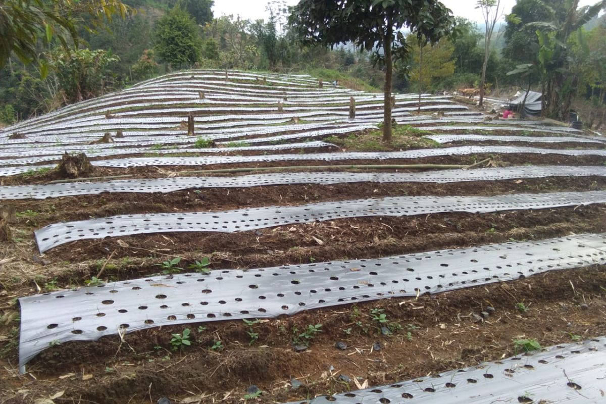 Dinas Pertanian Tanaman Pangan Langkat kembangkan tanaman bawang putih