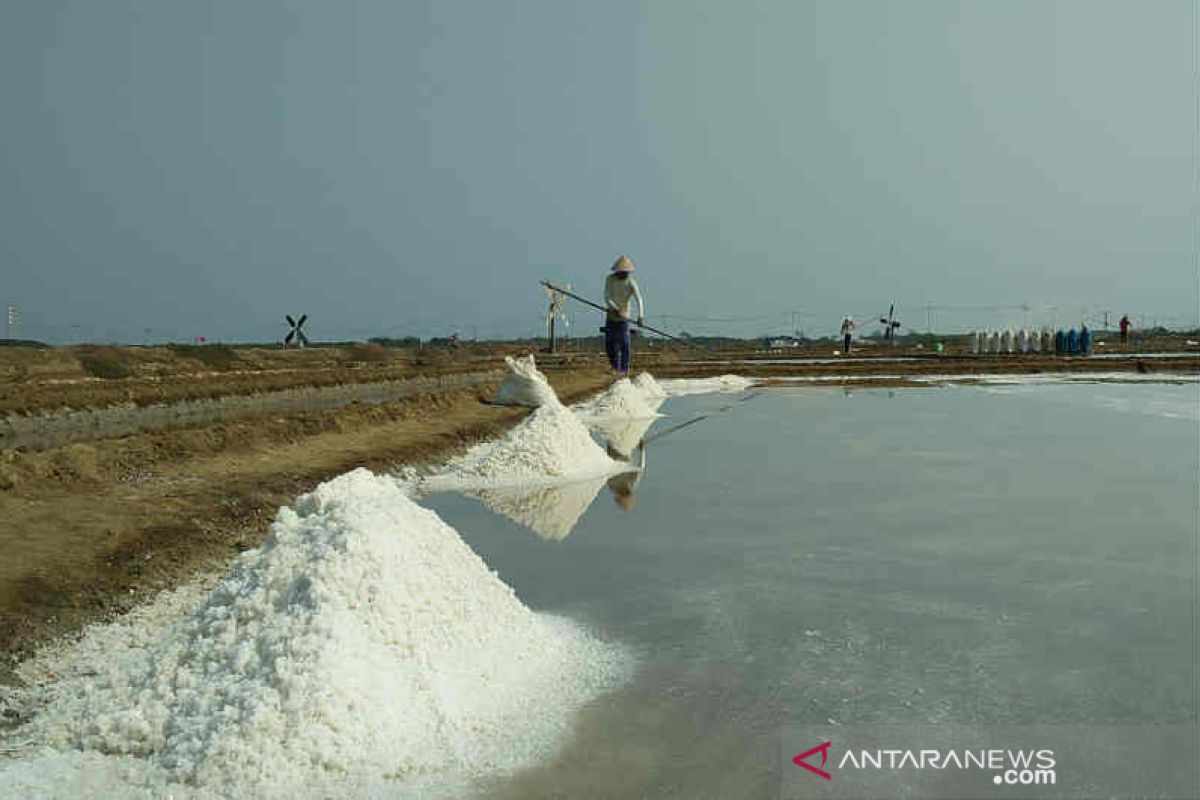 Garam rakyat petani Cirebon tak ada yang membeli