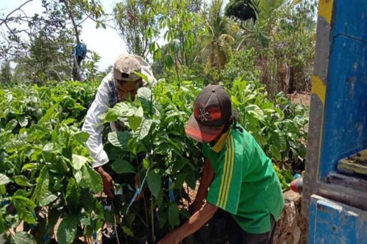 Pemkab Kulon Progo membantu bibit kopi 2.000 batang di Samigaluh