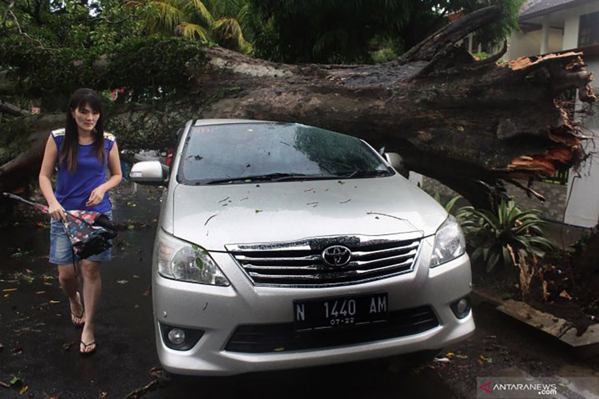 Pemkot Malang antisipasi pohon tumbang saat musim hujan