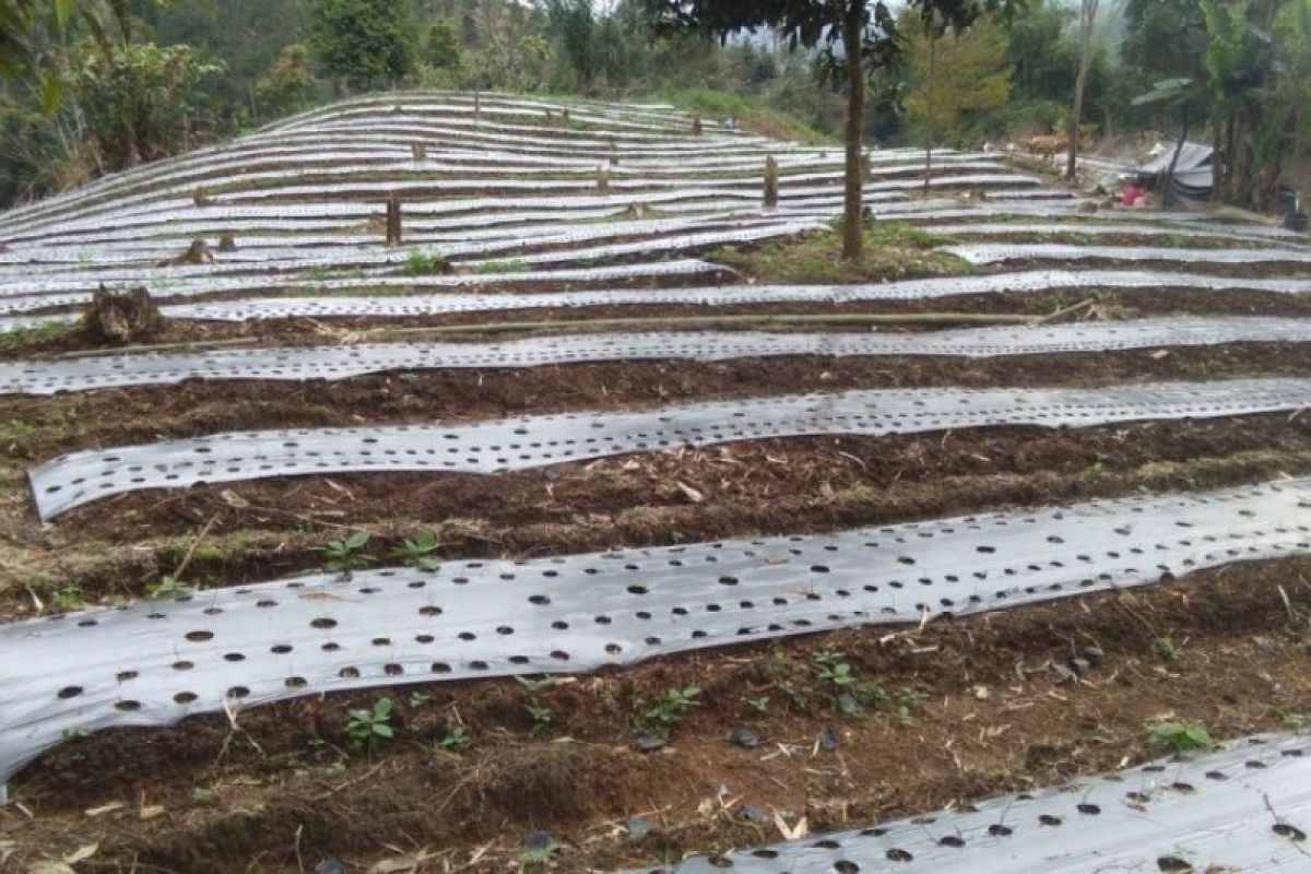 Petani bawang putih Temanggung berharap tak terjadi cuaca ekstrem