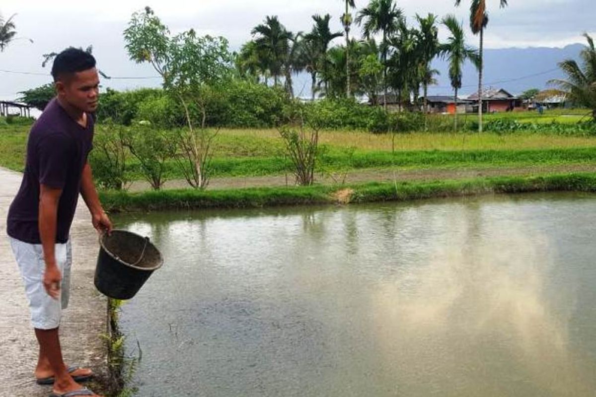 Pengurangan KJA di Danau Maninjau, pembibit ikan mengeluh