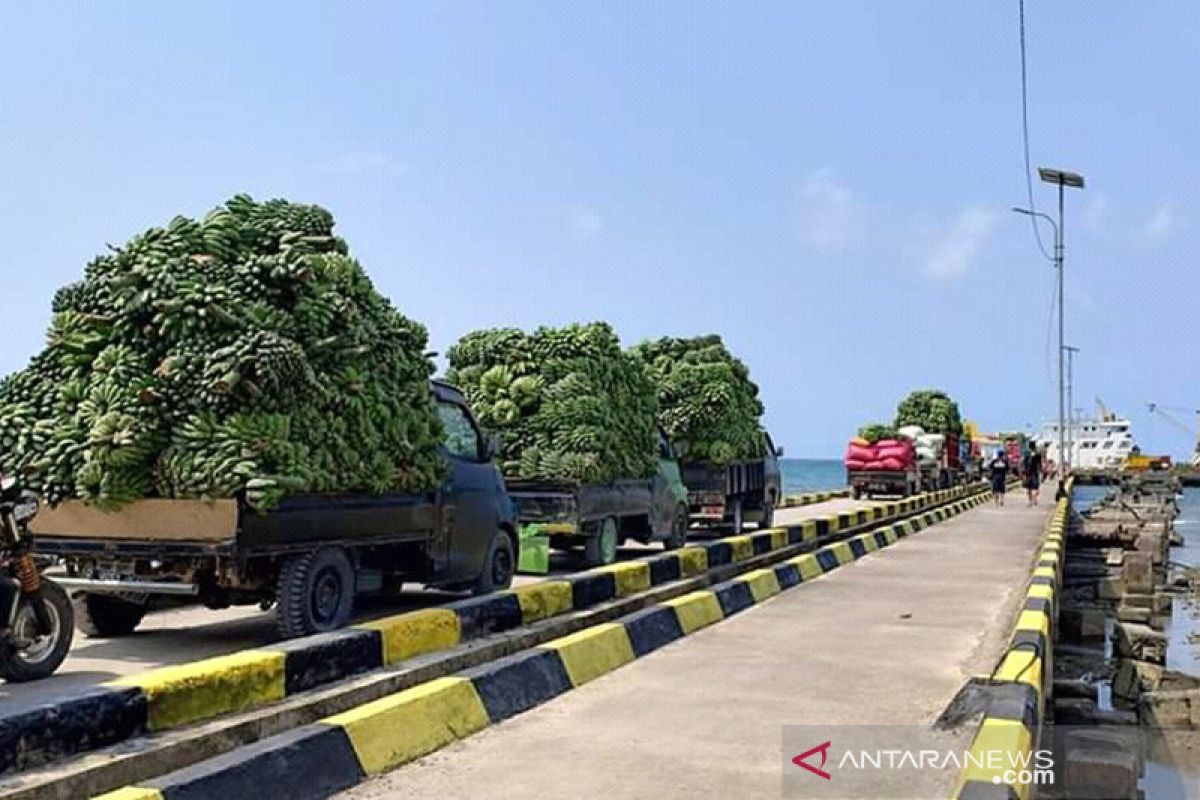 Terkendala transportasi, pisang Enggano menumpuk di pulau